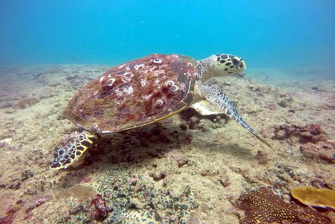 Snorkeling On Beautiful Rock Island - Unawatuna by Boat - The honest limitation: the reef may disappoint