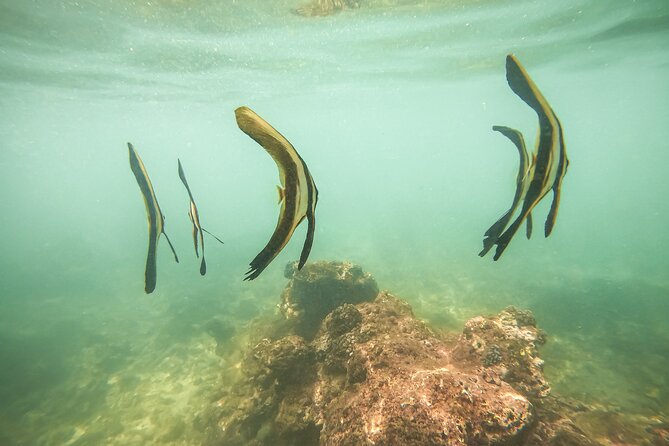 Snorkeling On Beautiful Rock Island - Unawatuna by Boat - Is $30.13 good value?