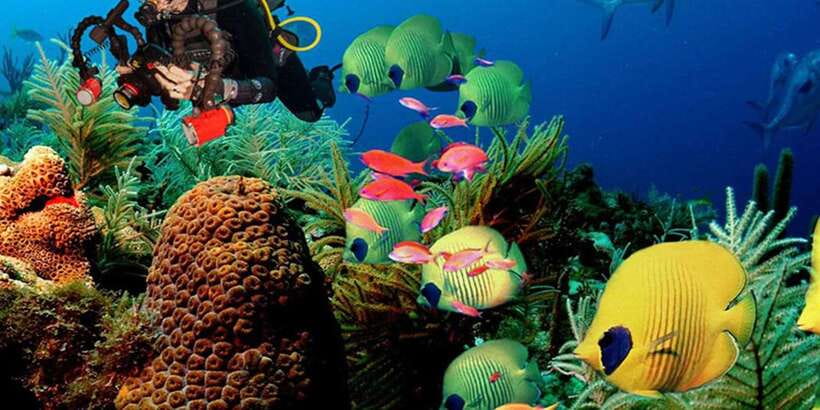 Snorkeling Trip from Polhena Beach, Matara, Sri Lanka - Key details at a glance