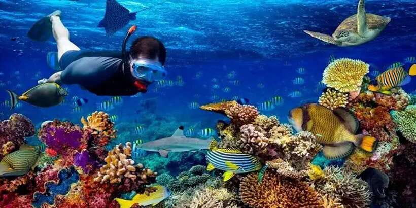 Snorkeling Trip from Polhena Beach, Matara, Sri Lanka - A closer look at the 1.5-hour itinerary