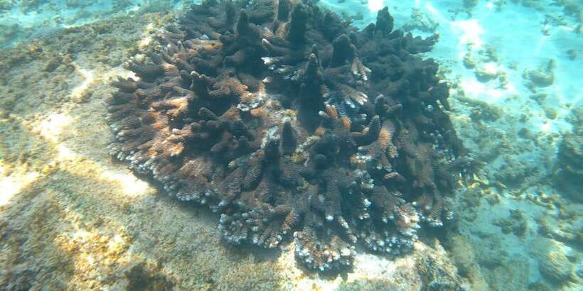Snorkeling Trip from Polhena Beach, Matara, Sri Lanka - What the guides add to the experience