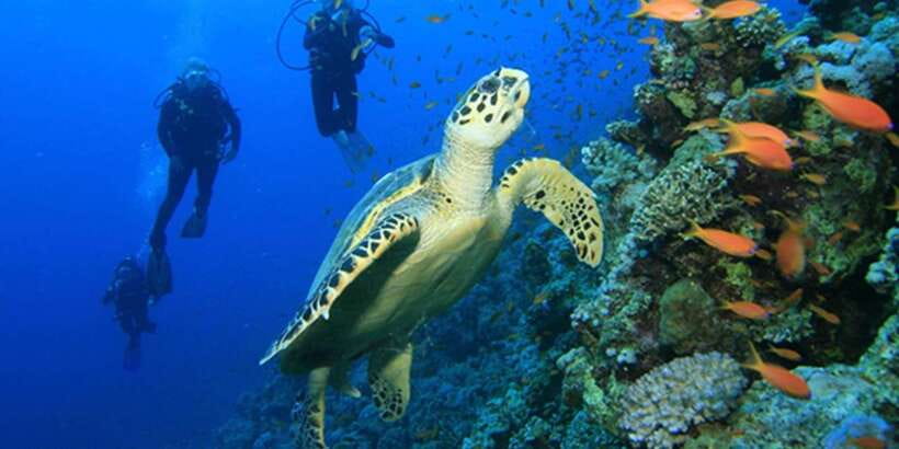 Snorkeling Trip from Polhena Beach, Matara, Sri Lanka - Who should book this snorkeling trip?