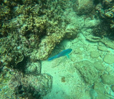 Snorkeling Trip To Angel Rock