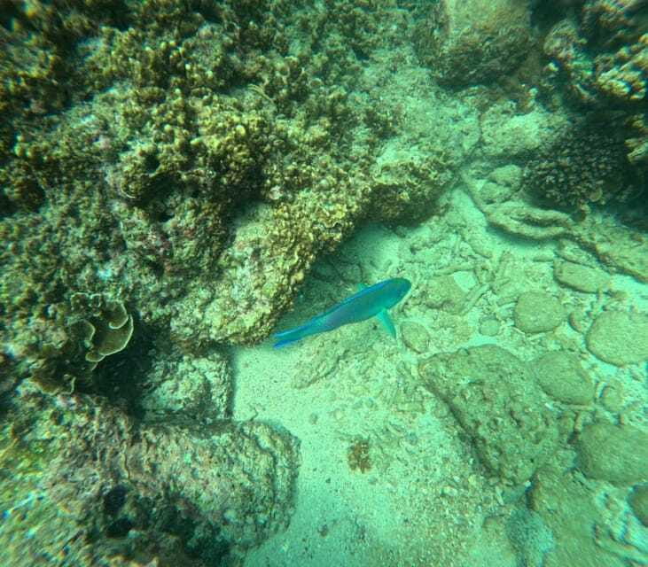 Snorkeling Trip To Angel Rock - How this compares with Pigeon Island