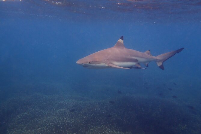 Snorkeling Trip To Pigeon Island - Three hours around Pigeon Island