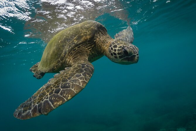Snorkeling with Sea Turtles in Mirissa (Pickup and Drop included) - Why the turtles are worth the early start