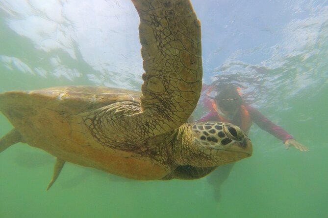 Snorkeling with Sea Turtles in Mirissa (Pickup and Drop included) - Arriving at the Mirissa snorkeling area
