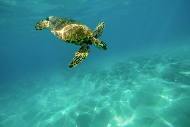Snorkeling with Sea Turtles in Mirissa (Pickup and Drop included) - Pickup from Galle and the morning schedule