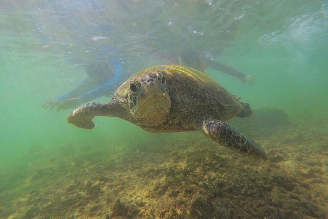 Snorkeling with Sea Turtles in Mirissa (Pickup and Drop included) - What the swim feels like in practice