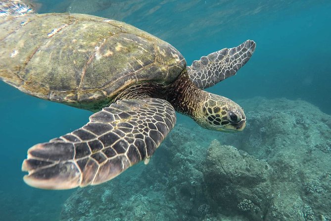 Snorkeling with Turtles in Mirissa - Key points at a glance