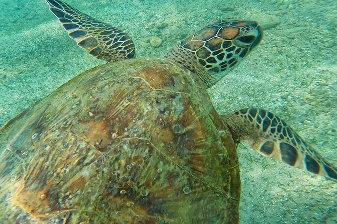 Snorkeling with Turtles in Mirissa - Finding turtles near Parrot Rock