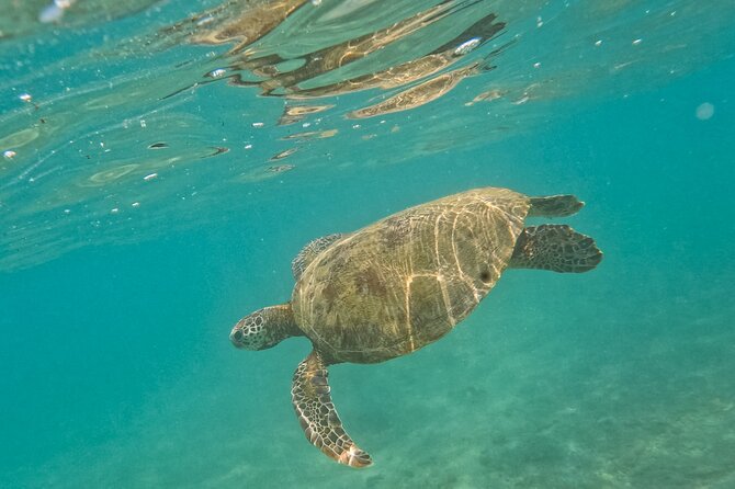 Snorkeling with Turtles in Mirissa - What the guide adds to the experience
