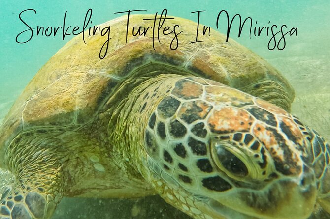 Snorkeling with Turtles in Mirissa - Is $25 good value?