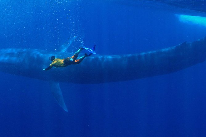 Snorkeling with Whales in Mirissa - Key points before you book