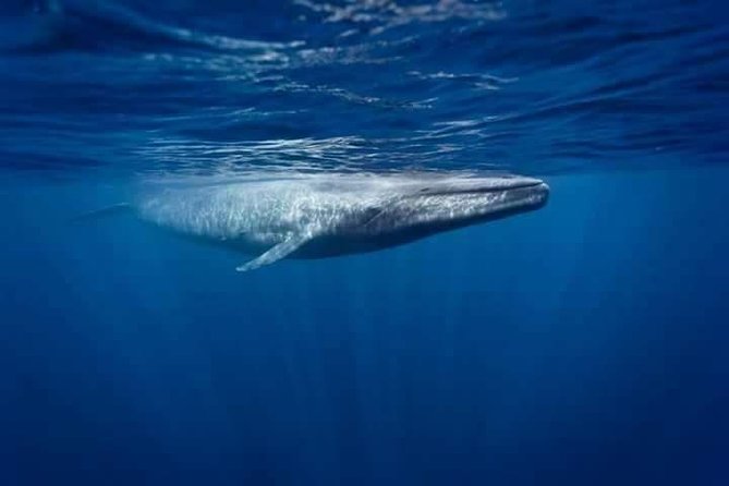 Snorkeling with Whales in Mirissa - Why Mirissa is a strong place to look for blue whales