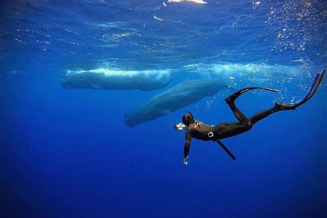 Snorkeling with Whales in Mirissa - Four hours of searching, waiting, and watching