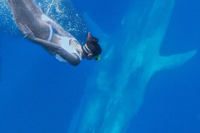 Snorkeling with Whales in Mirissa - The $348.72 price and what you receive