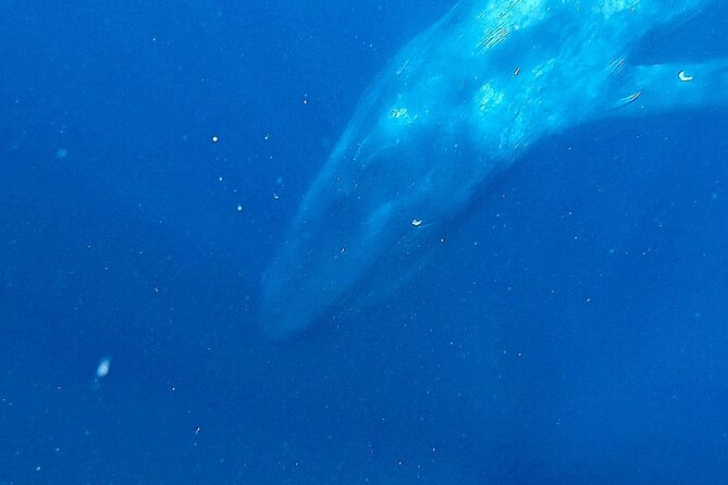 Snorkeling with Whales in Mirissa - Who will get the most from this outing