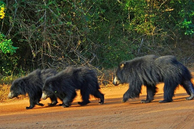Special Full Day Safari Yala National Park - 04:30 AM to 06:00 PM - Why Yala rewards a full-day safari