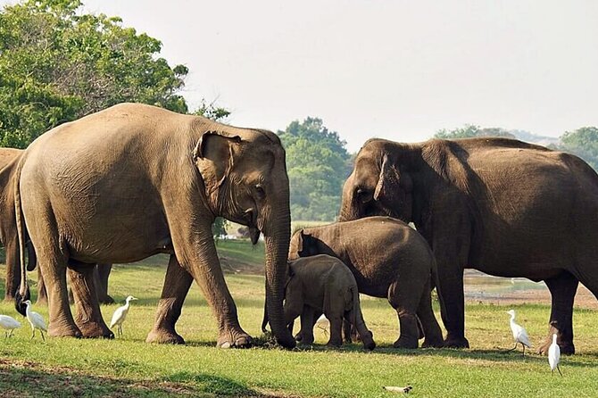 Special Full Day Safari Yala National Park - 04:30 AM to 06:00 PM - Breakfast and lunch inside the park