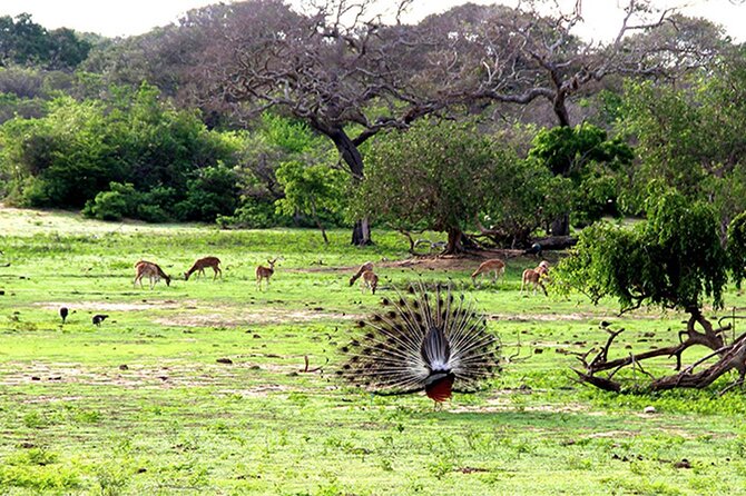 Special Full Day Safari Yala National Park - 04:30 AM to 06:00 PM - Group size, transport, and the pace of the day