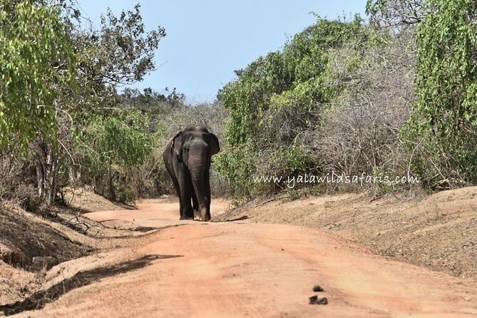 Special Leopard Safari Tour in Yala National Park by Malith & the team - Key points at a glance