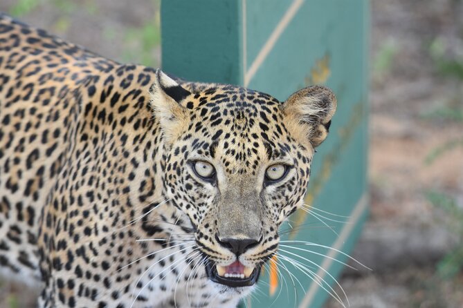 Special Leopard Safari Tour in Yala National Park by Malith & the team - From leopard search to Yala’s wider wildlife