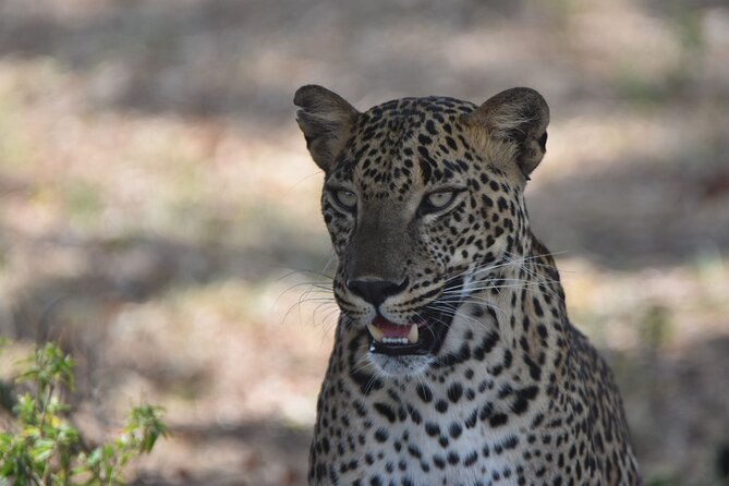 Special Leopard Safari Tour in Yala National Park by Malith & the team - Guide quality can make or break the morning