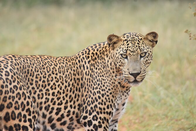 Special Leopard Safari Tour in Yala National Park by Malith & the team - A six-person group keeps the jeep manageable