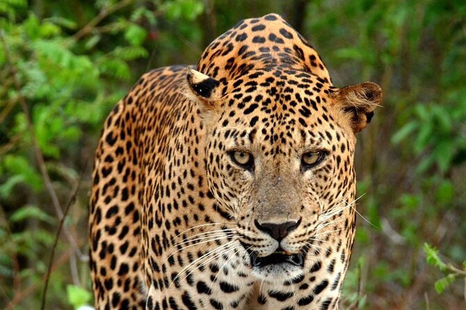 Special Leopard Safari Tour in Yala National Park by Malith & the team - Is $85 good value once the fee is added?