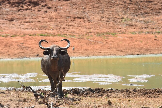 Special Leopard Safari Tour in Yala National Park by Malith & the team - Booking details you should settle before departure
