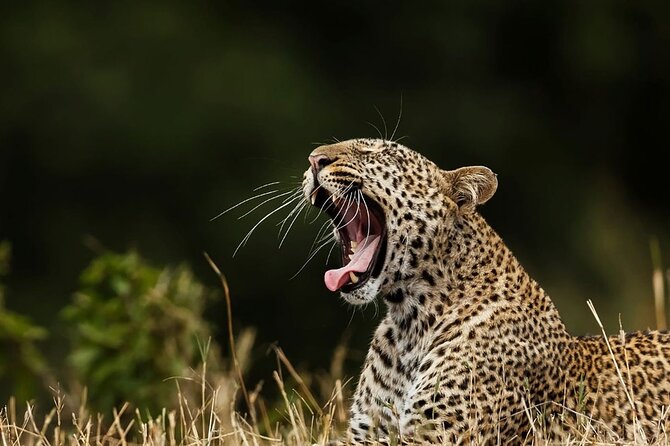 Special leopards safari Yala National park - 04.30 am to 11.30 am - Key points before you book