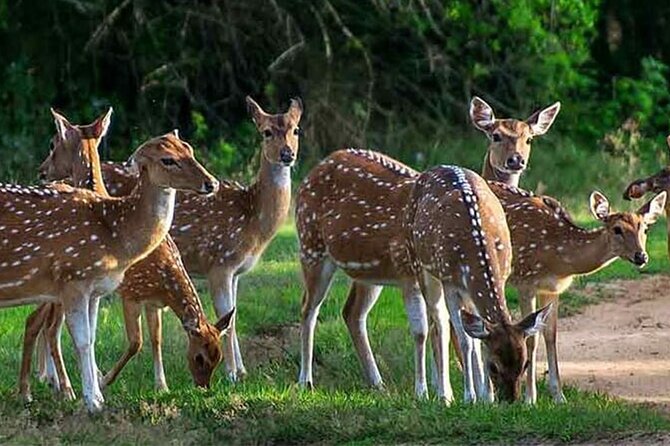 Special leopards safari Yala National park - 04.30 am to 11.30 am - Inside the park: a five-hour search, not a quick loop