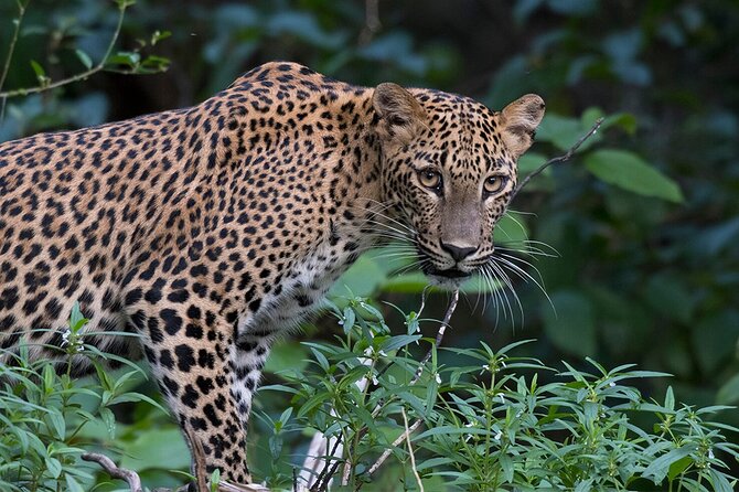 Special leopards safari Yala National park - 04.30 am to 11.30 am - The leopard question: what you can realistically expect