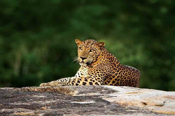 Special leopards safari Yala National park - 04.30 am to 11.30 am - The animals beyond the spotted cat