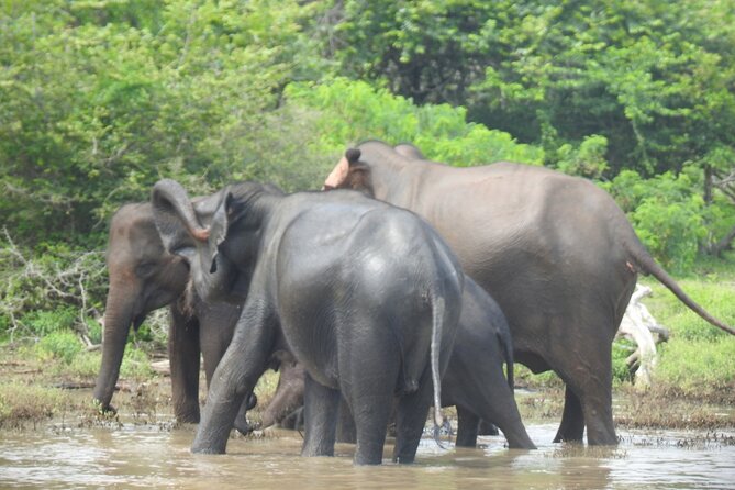 Special leopards safari Yala National park - 04.30 am to 11.30 am - Pickup, comfort, and who should go