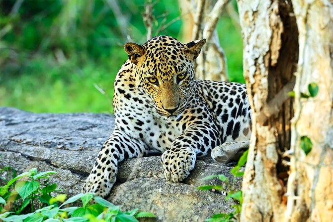 Special Leopards safari - Yala National park - 04.30 am to 11.30 am - Starting from Tissamaharama or Kataragama