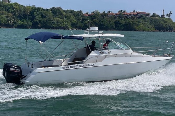 Sports Boat- Private Whale Watching Trip( free breakfast & paid pick-up) - What previous feedback tells you about the boat