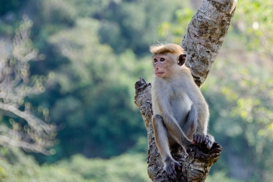 Sri Lanka: 2-Day wildlife tour; rainforest and National park - FAQ