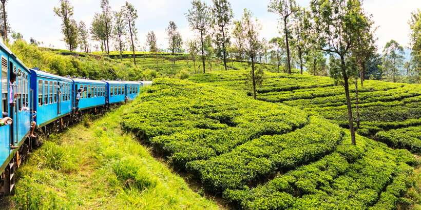 Sri Lanka: 2-Day wildlife tour; rainforest and National park - From the west coast to Sinharajas wet forest