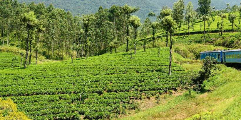 Sri Lanka: 2-Day wildlife tour; rainforest and National park - A practical warning about the road time