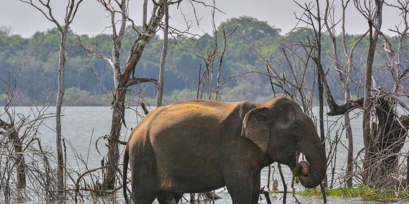 Sri Lanka: 2-Day wildlife tour; rainforest and National park - What the $350 price really covers