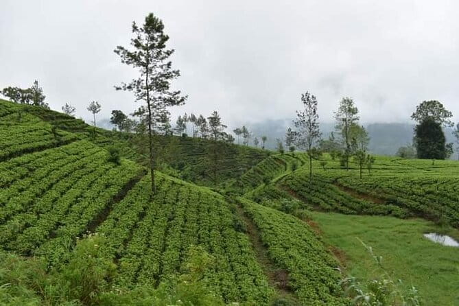 Sri Lanka 4 Day Private Tour - Price, inclusions, and extra costs