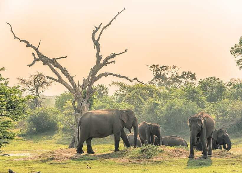 Sri Lanka 5-Day Private Country Side Tour Car, Hotels, Food - Who should book this Sri Lanka tour?