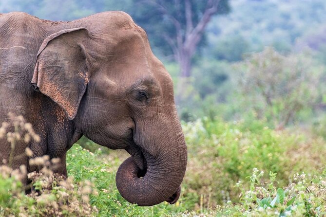 Sri Lanka 5 Day tour Best Nature and Culture include top hotels - Day 3: Kandy’s sacred temple and the tea country