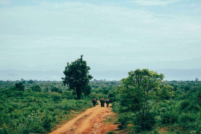 Sri Lanka: 7-Day Off-The-Beaten Path Private Tour - Day 5: Ella views and Yala wildlife