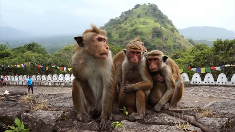 Sri Lanka: 7-Day Off-The-Beaten Path Private Tour - Day 7: Colombo sights and departure