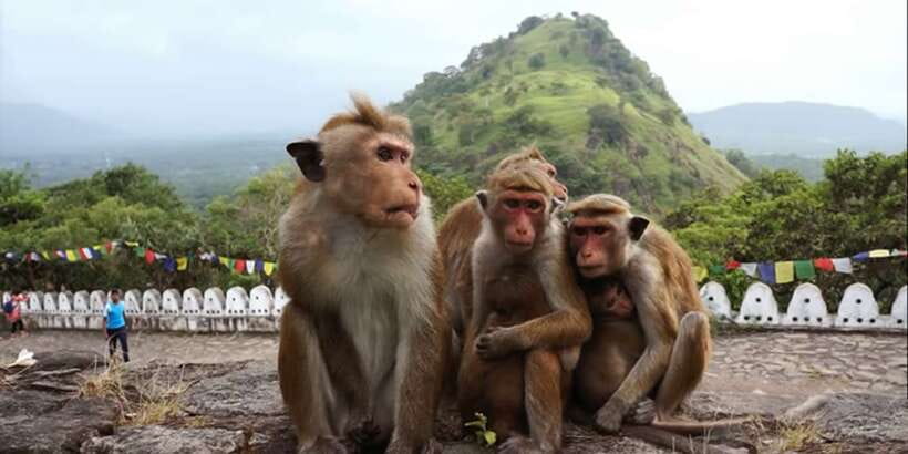 Sri Lanka Bentota: Day Trip to Sigiriya and Dambulla Temple - Is $195 per person fair?
