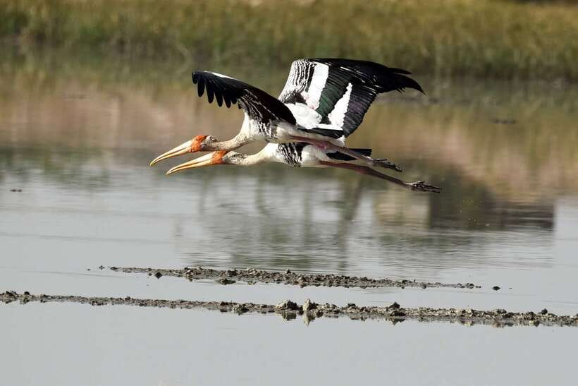 Sri Lanka Bentota: Private Mangrove Lagoon and River Cruise - Key points to know before booking
