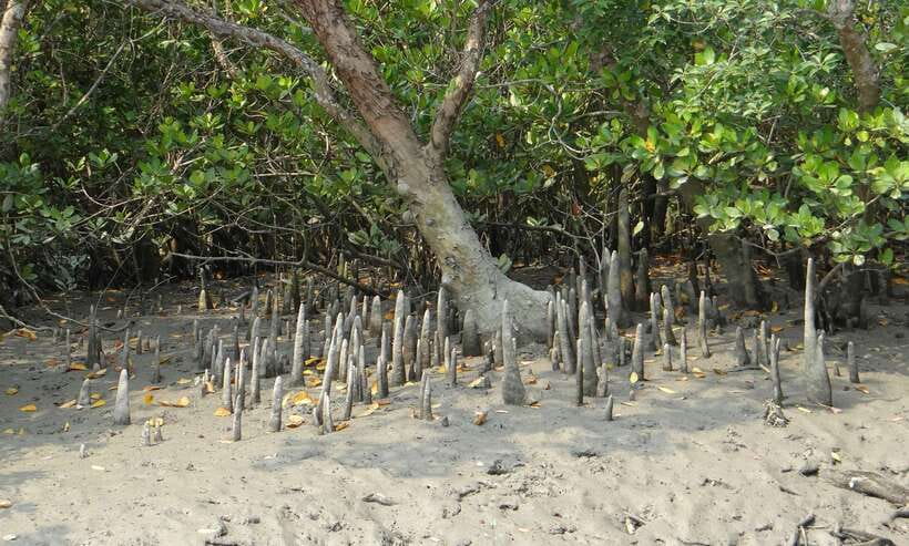 Sri Lanka Bentota: Private Mangrove Lagoon and River Cruise - Should you book the Bentota mangrove cruise?